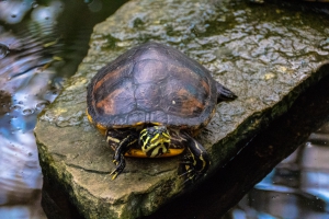 Tortue d'eau